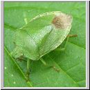 Palomena prasina - Gruene Stinkwanze 03.jpg